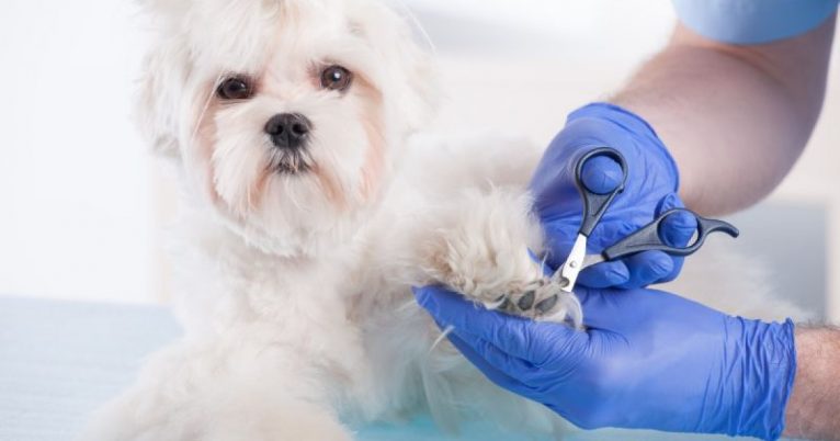 Tudo sobre a tosa em cães